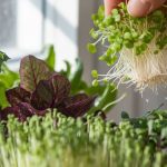 microgreens facts versus myths
