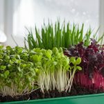 microgreens gardening made simple