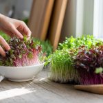 microgreens grow harvest use