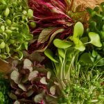 popular microgreens visual guide