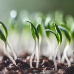 simple sprouting for beginners