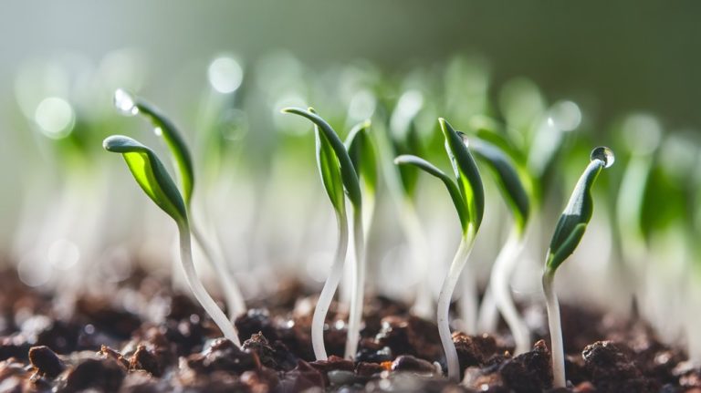 simple sprouting for beginners