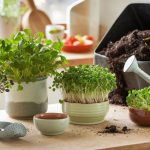 sustainable microgreens gardening practices
