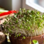 grow nutritious meal ingredients