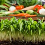 healthy food for kids