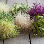 essential kitchen sprout varieties