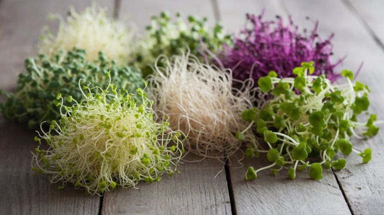 essential kitchen sprout varieties