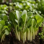 fast growing microgreens options