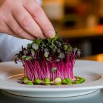 fresh microgreens for culinary use