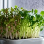 grow microgreens on windowsill