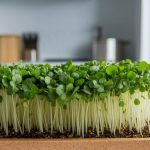 grow nutrient dense broccoli microgreens