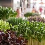 growing greens for sale