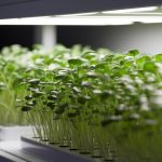 hydroponic microgreens profitability analysis