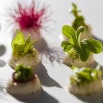impressive microgreen garnish ideas