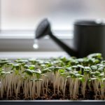 microgreens growth troubleshooting guide