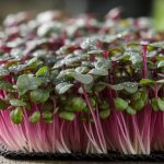 microgreens nutrient rich superfoods