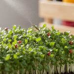 natural pest protection methods