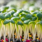 nutrient rich sprouts enhance immunity