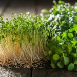 nutritional comparison of plants