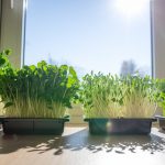 profit from local microgreens