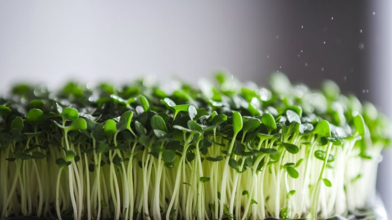quick spicy microgreens growth