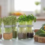 sprouting reduces food waste