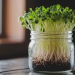 sprouting seeds in jars