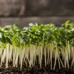 sunflower microgreens growing tips